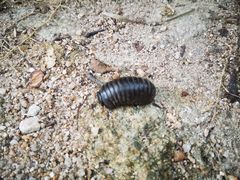 -海南热带雨林国家公园吊罗山景区