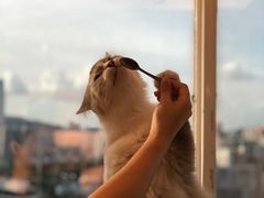 -Heymao猫咖.咖啡厅(东门店)