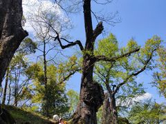 -桑洲油菜花景区