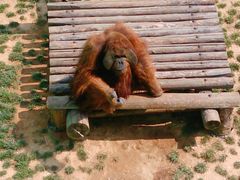 -西霞口神雕山野生动物世界