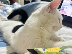 -纳吉亚猫专科动物医院·北北分院