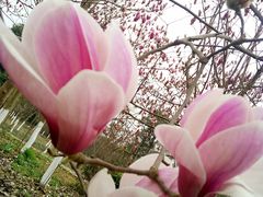 -白鹭湾湿地公园