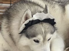 -星多哈·狗咖·拼豆·咖啡