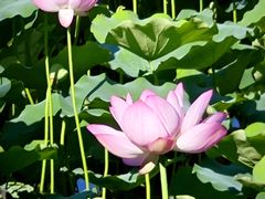 -荔湾湖公园