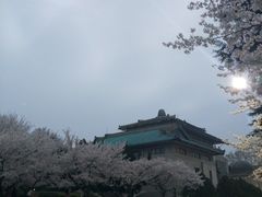 -武汉大学-樱园