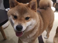 -逗柴咖啡屋·狗咖猫咖宠物桌游