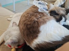 -怪兽屋·羊驼·猫咖·狗咖(俊华广场店)