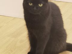 -有喵·猫咖·狗咖·30几只猫10只小狗(岗厦店)