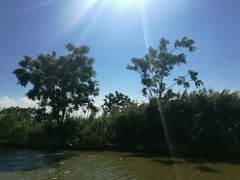 -大湾区中央湿地公园