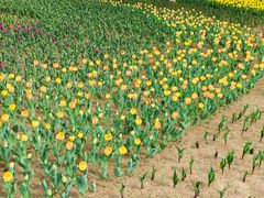 -长春公园(普阳街道)