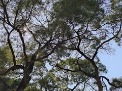 -广州莲花山旅游区