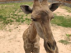 -咱家王新国把子肉(县东巷店)