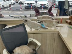 -虹泰宠物医院 ·旗舰店·24h(南秀路店)
