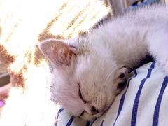 -Bastet sally猫舍购宠(静安店)