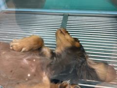 -FAELING PETS美天灵宠物(合生汇店)