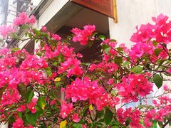 -吴日彪蒜香猪牛排(水巷口店)