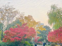 -青枫公园