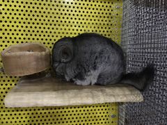 -上海大自然野生昆虫馆