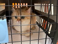 -心仪动物医院·牙专科·肿瘤·心脏科(西客站院)