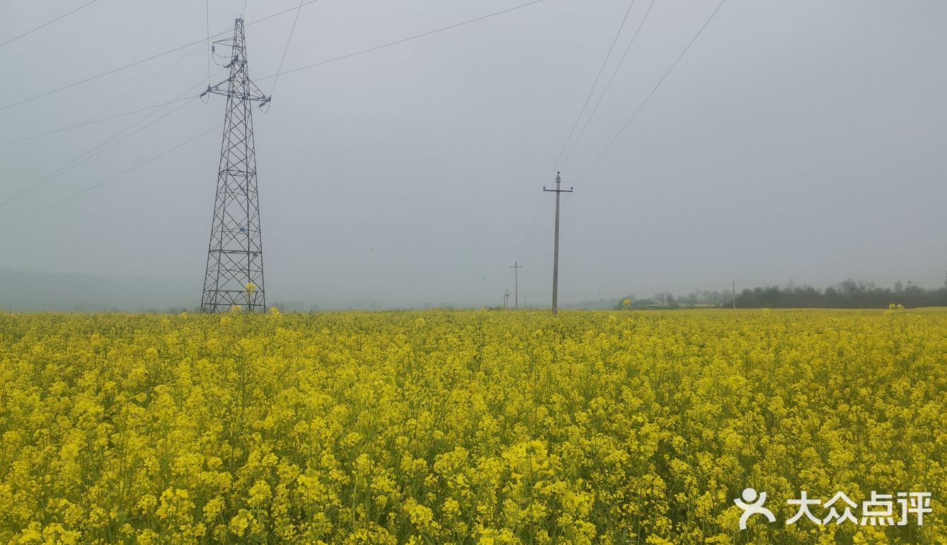 西安周边，看油菜花