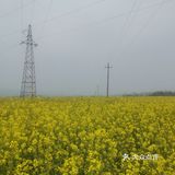 西安周边，看油菜花