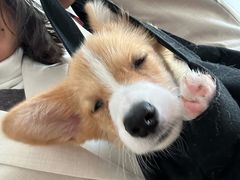 -安安宠医宠物医院·异宠·犬猫内科(岳阳分院)