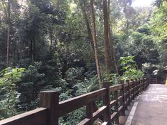 -广州市流溪河国家森林公园