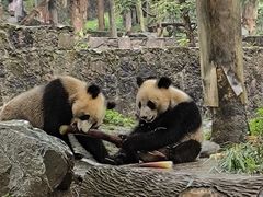 -都江堰中华大熊猫苑
