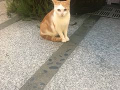 -浣花小筑
