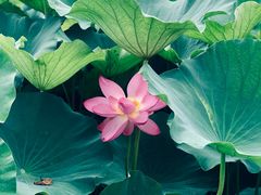-荷塘月色湿地公园·向阳花洲