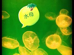 水母-福州罗源湾海洋世界旅游区