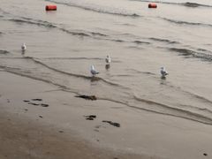 -金梦海湾浴场