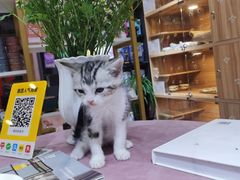 -喵百万·布偶·蓝金金渐层英短·猫舍(百子湾店)
