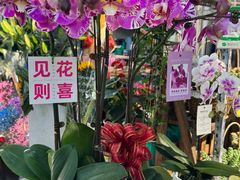 -桂林市花鸟市场