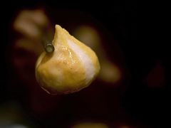 流沙鱼籽包-呷哺呷哺 黄金牧场 (大港油田幸福广场店)