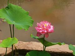 -滕州微山湖红荷湿地景区