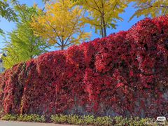 -北京张裕爱斐堡酒庄