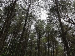 -铁山坪森林公园