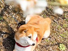 -花开海上生态园
