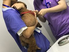 -伟伟宠物医院·CT影像中心·瑞派犬猫综合性门诊(汉口总院)
