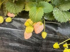 -喜杨洋草莓采摘园