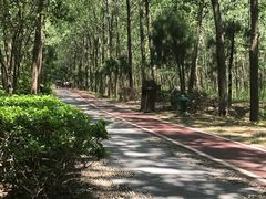 -合肥滨湖国家森林公园