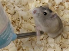 -钓仓鼠(洋桥北里小区店)