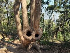 -上海佘山国家森林公园天马山园