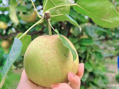 -树山生态村