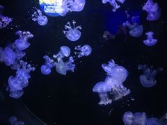 -青岛海底世界-水族馆