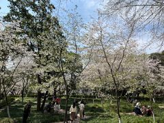 -武汉大学-樱园