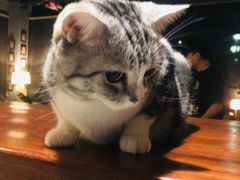 -咖法森林·咖啡  酒吧(天河店)