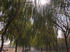 -西青郊野公园