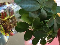 -美泉宫饭店美泉盛宴海鲜